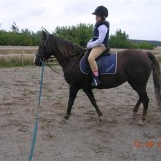 Anden særlig race Liberty  SOLGT