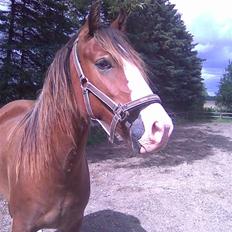 Welsh Cob (sec D) Slæggerups Amazing Sunris