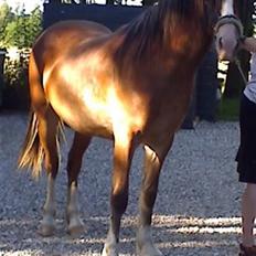 Welsh Cob (sec D) Slæggerups Amazing Sunris