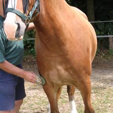 Welsh Cob (sec D) Slæggerups Amazing Sunris