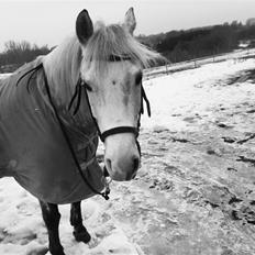 Welsh Cob (sec D) Jackpot<3 (Himmelhest)