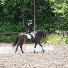 Anden særlig race Maloú