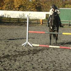 Anden særlig race Maloú