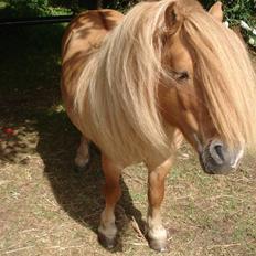 Shetlænder Tyson Solgt