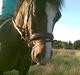 New Forest Pele<3 Solgt!