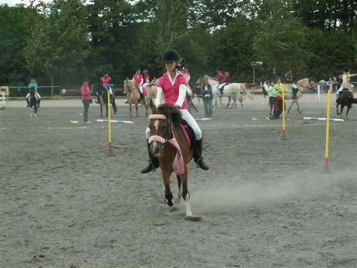 Welsh Pony (sec B) Adonis - (Buller) billede 2