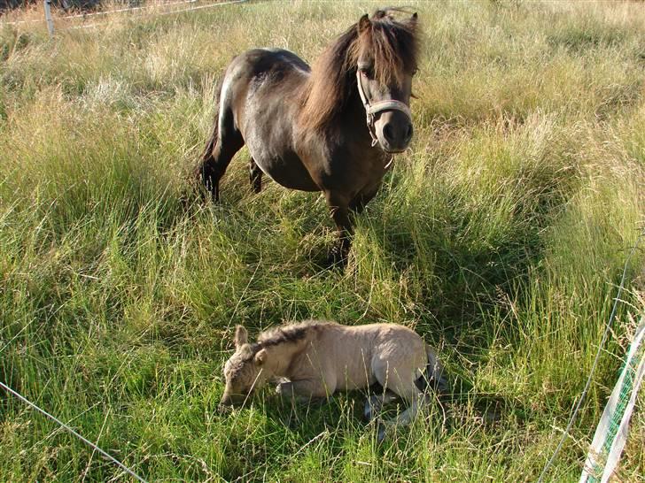 Miniature Møgelhøjs Bella - SOLGT - Passer på følle, mens hun sover - Juli 2008 billede 2