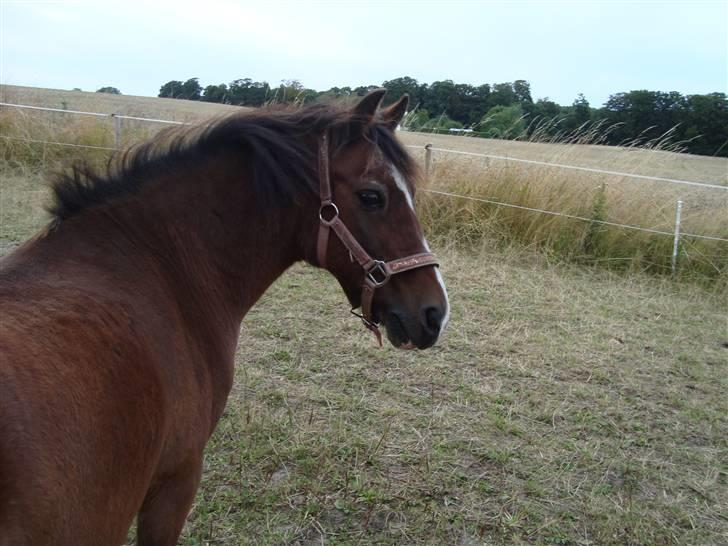 Welsh Pony (sec B) Adonis - (Buller) billede 3