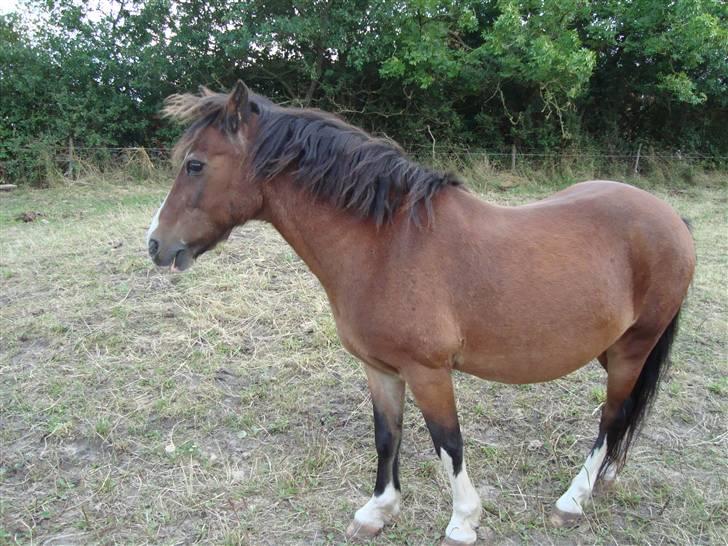 Welsh Pony (sec B) Adonis - (Buller) billede 4