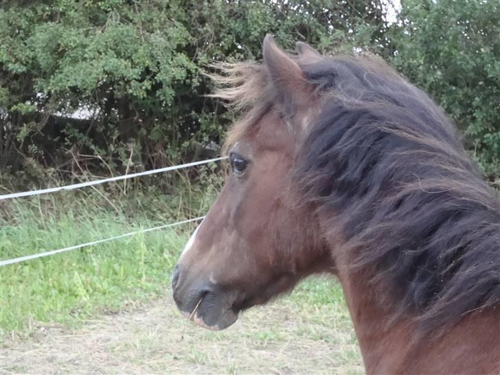 Welsh Pony (sec B) Adonis - (Buller) billede 5