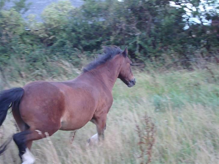 Welsh Pony (sec B) Adonis - (Buller) billede 6