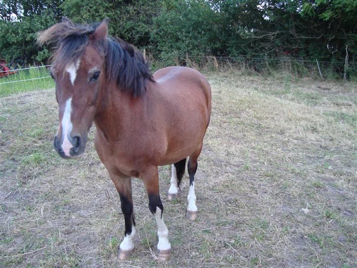 Welsh Pony (sec B) Adonis - (Buller) billede 7