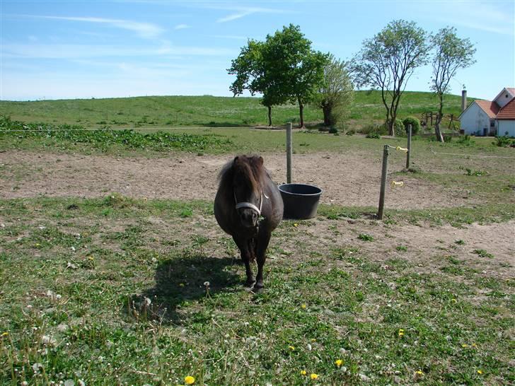 Miniature Møgelhøjs Bella - SOLGT - Før foling - Maj 2008 billede 6