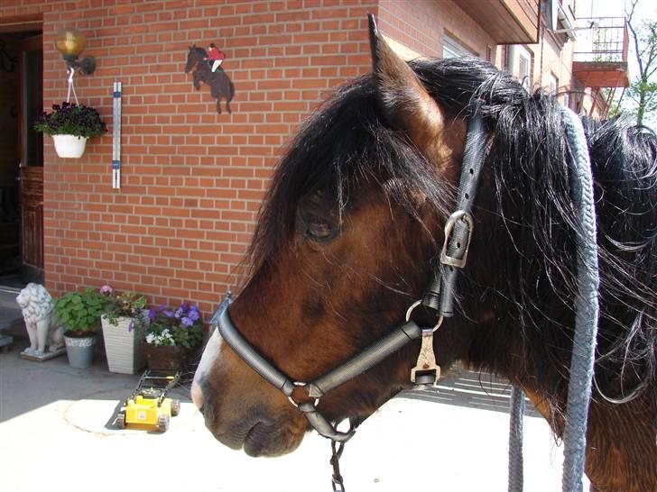 Anden særlig race Bumle Solgt billede 1