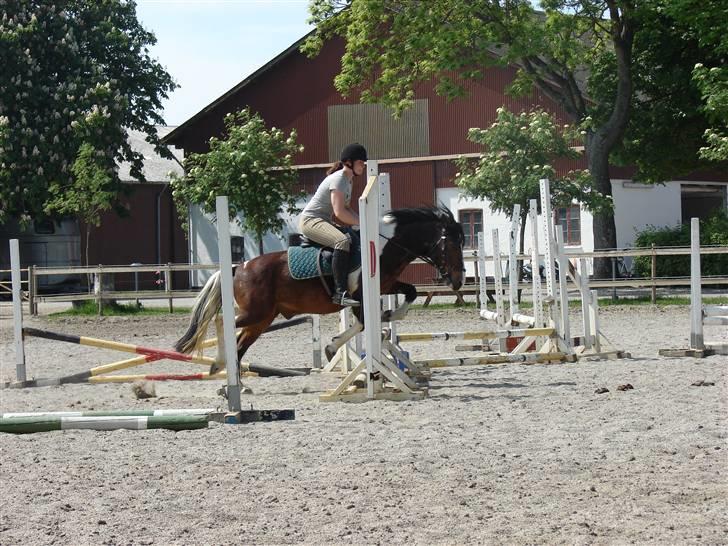 Anden særlig race Bumle Solgt billede 2