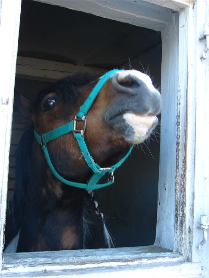 Anden særlig race Bumle Solgt billede 3