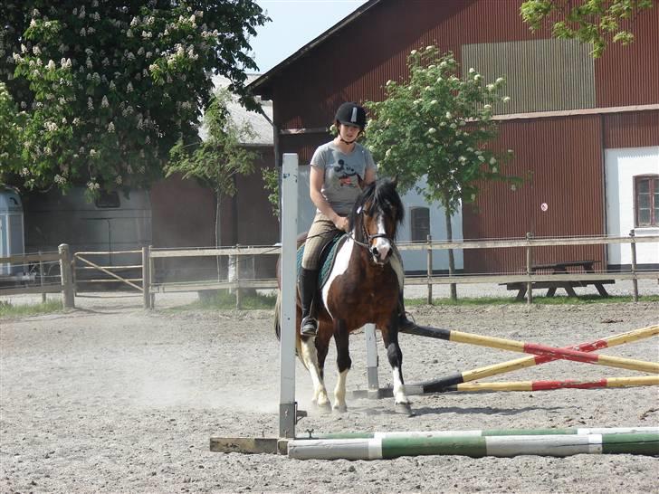 Anden særlig race Bumle Solgt billede 4