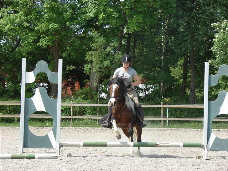 Anden særlig race Bumle Solgt billede 5