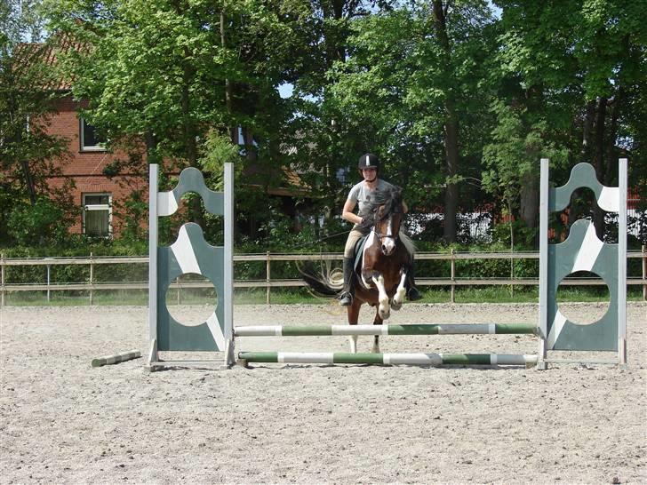 Anden særlig race Bumle Solgt billede 6