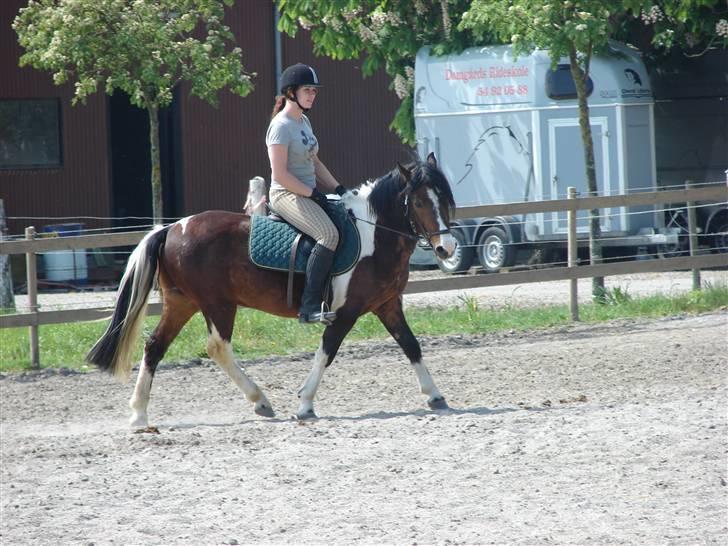 Anden særlig race Bumle Solgt billede 7