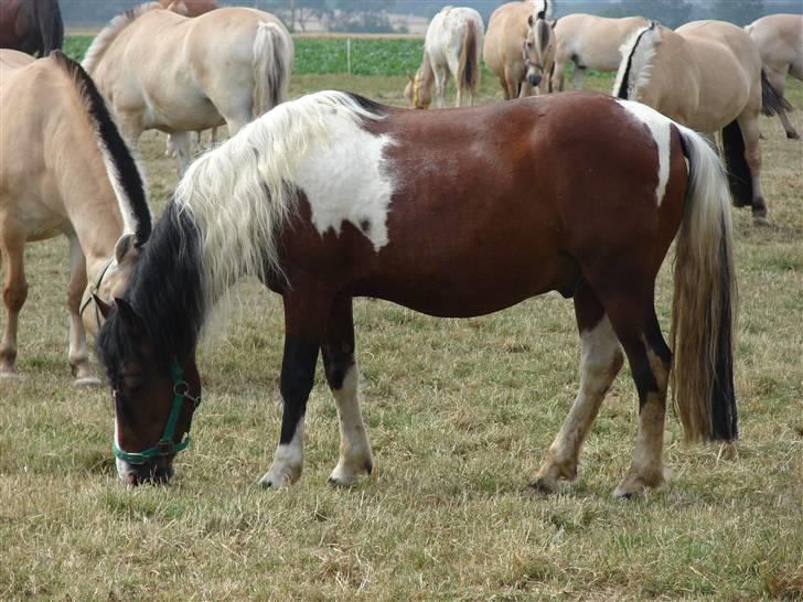 Anden særlig race Bumle Solgt billede 8