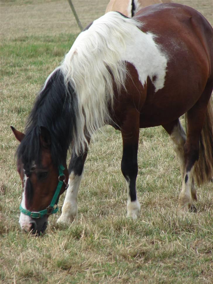 Anden særlig race Bumle Solgt billede 9