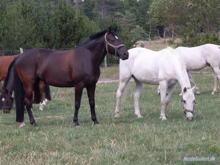 Anden særlig race Broengs Laluna(Gl. Part)  - her er hun så på ridelejr...sammen med den søde azra <3 billede 7