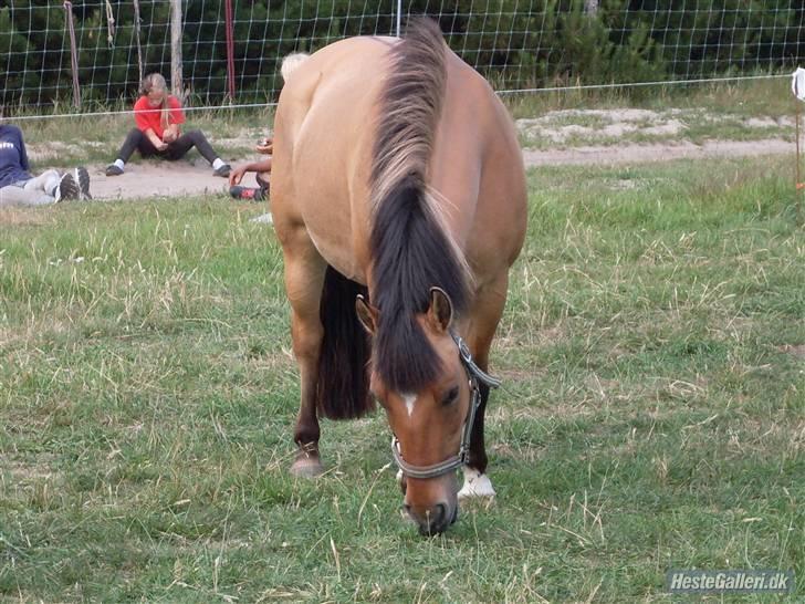Anden særlig race Broengs Laluna(Gl. Part)  - her er hendes søde halv søster så <333 billede 8