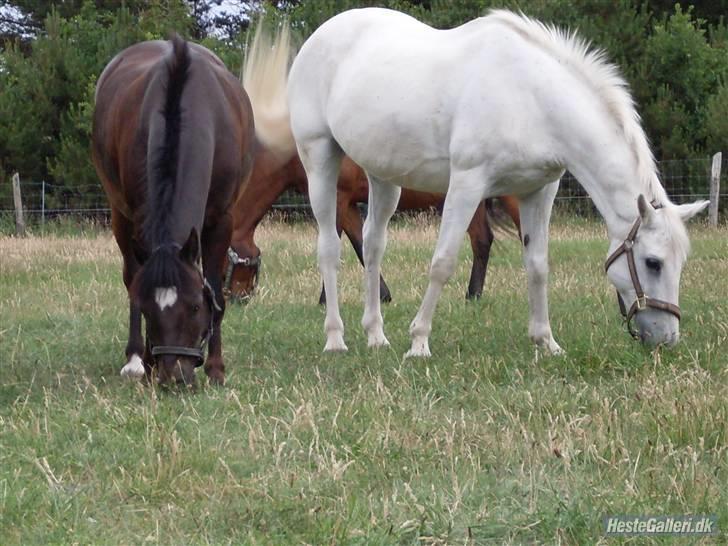 Anden særlig race Broengs Laluna(Gl. Part)  - her er hendes halv bror så sammen med azra .... billede 9
