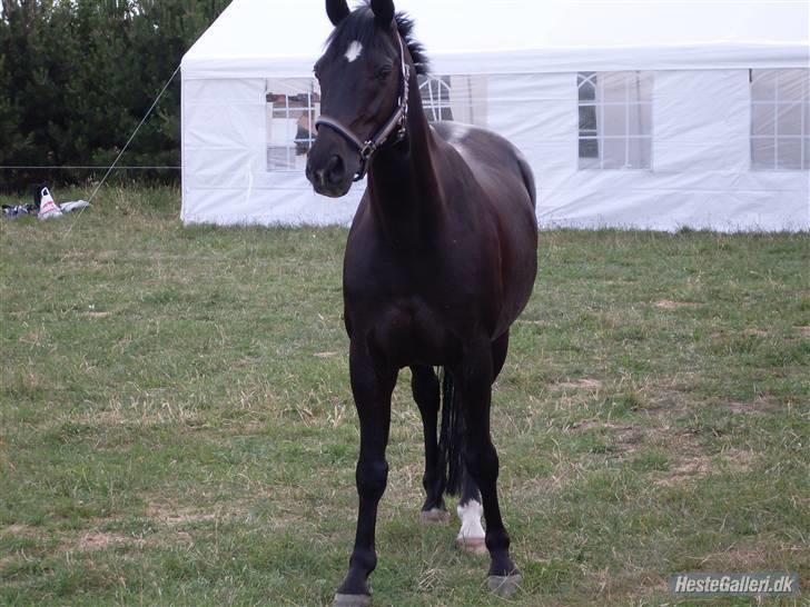 Anden særlig race Broengs Laluna(Gl. Part)  - lalunas far er han ikke bare en steg (= billede 10