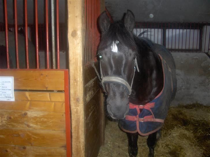 Anden særlig race Broengs Laluna(Gl. Part)  - det er jo lille laluna ...<3 billede 11