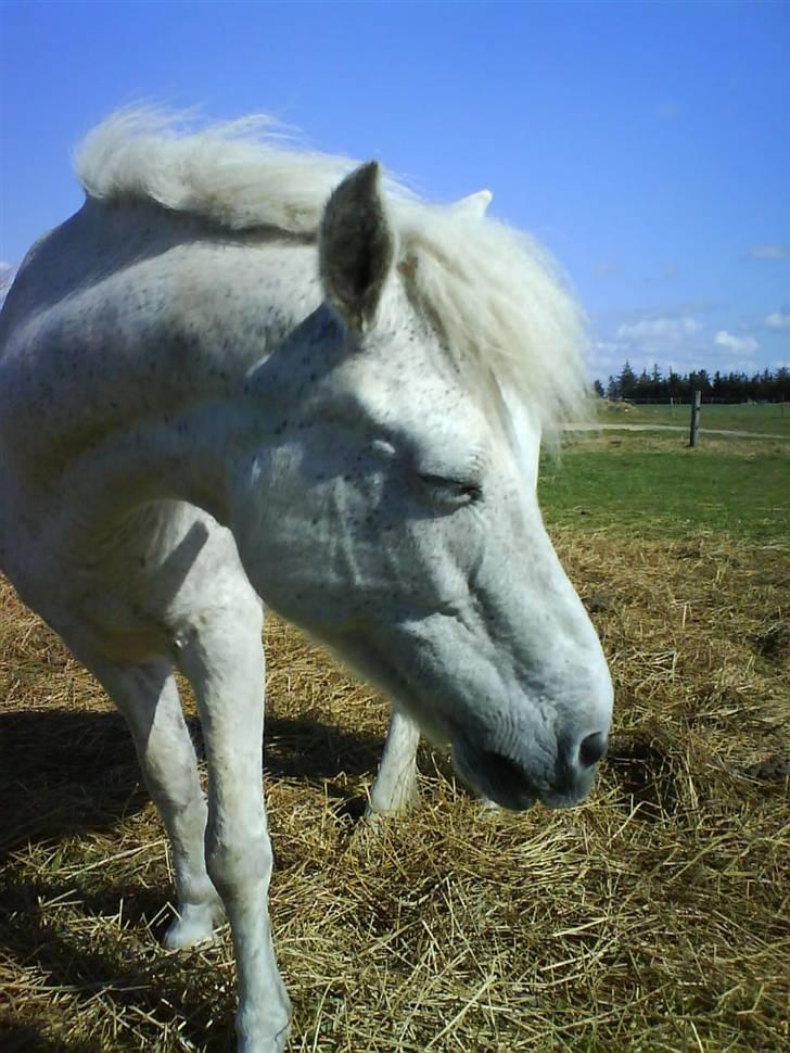Anden særlig race Pjuske<3 billede 9