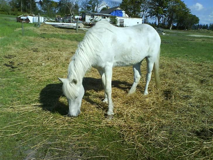 Anden særlig race Pjuske<3 billede 10
