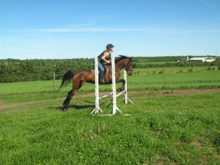 Anden særlig race $unshine<3 R.I.P:'( - 1: VELKOMMEN til $unshines profil:) oxer 65 cm 29/5-09 9 år billede 1