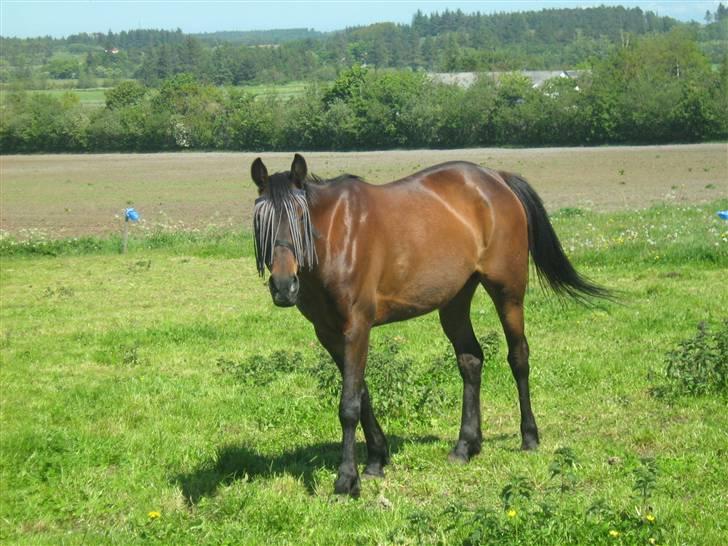 Anden særlig race $unshine<3 R.I.P:'( - 2: smukke på sommergræs<3 9 år billede 2