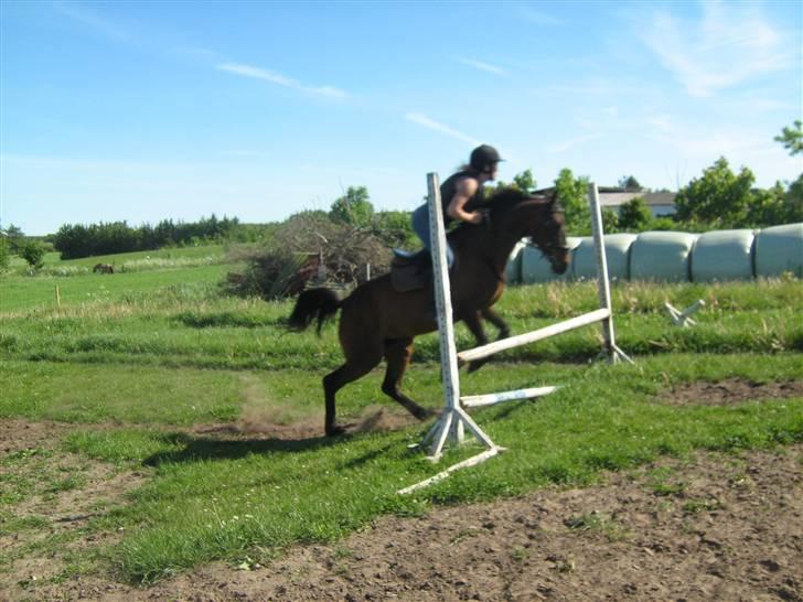 Anden særlig race $unshine<3 R.I.P:'( - 4: lodret 75 cm (ELSKER DEN HYP<33) 9 år billede 4