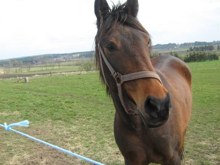 Anden særlig race $unshine<3 R.I.P:'( - 10: $unshine april 2008 (da vi lige havde hentet hende) 8 år billede 10