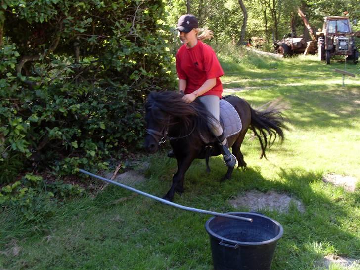 Shetlænder Bølle billede 18