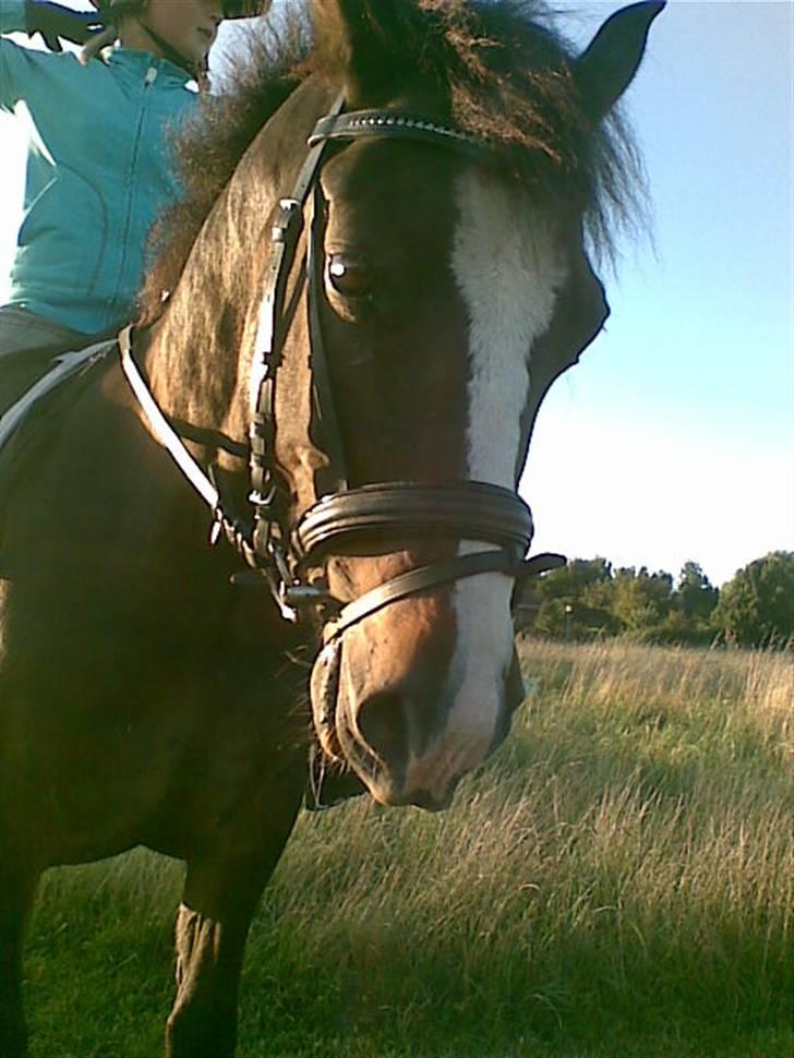 New Forest Pele<3 Solgt! - Nææh,. hvorr jeg står pænt! (: <´33 billede 1