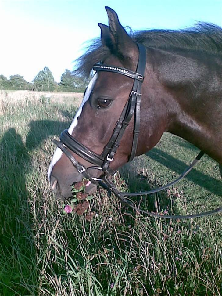 New Forest Pele<3 Solgt! - Uhhh! deet der ser sjovt ud xD billede 2
