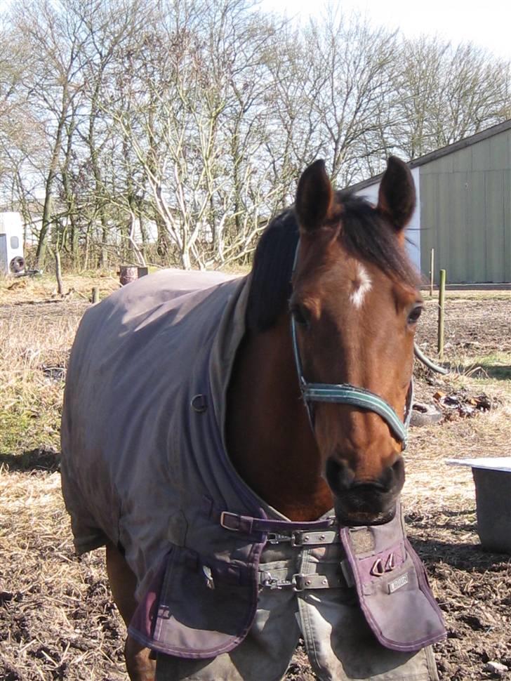 Hollandsk Sportspony - Loyce <3 - faaarlig vildhest der viser bisser og knurrer xD billede 19