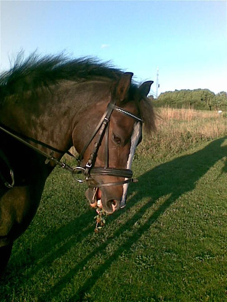 New Forest Pele<3 Solgt! - Jeg stod lige ogg spiste!!!! billede 4