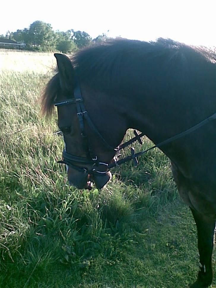 New Forest Pele<3 Solgt! - okaay såé! billede 5
