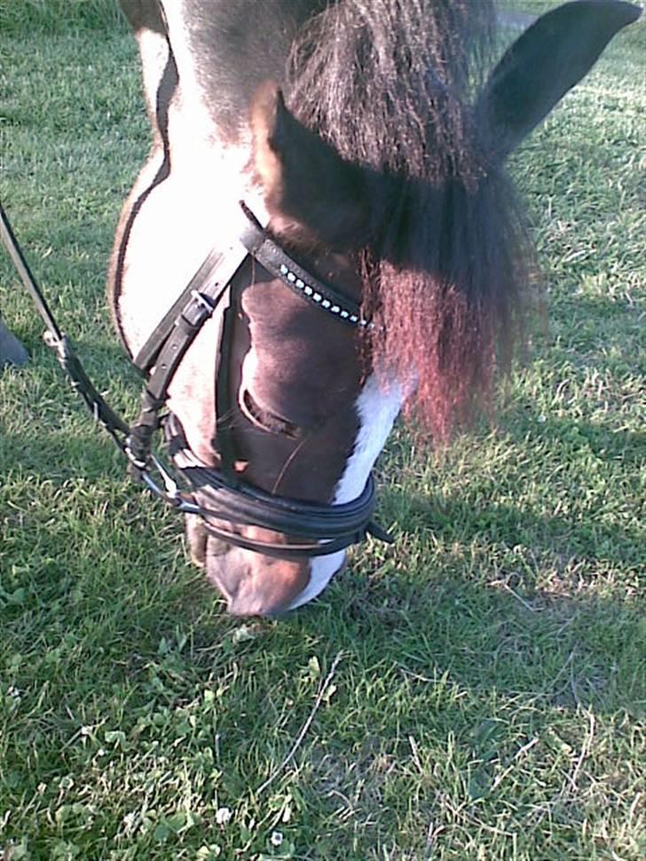 New Forest Pele<3 Solgt! - Uhh.. heer er der mer´! billede 7