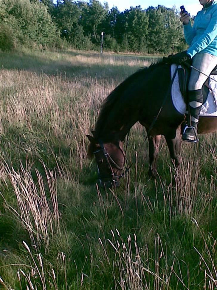New Forest Pele<3 Solgt! - Nuuh ka´ jeg ikk´ stoppe! ;o billede 8