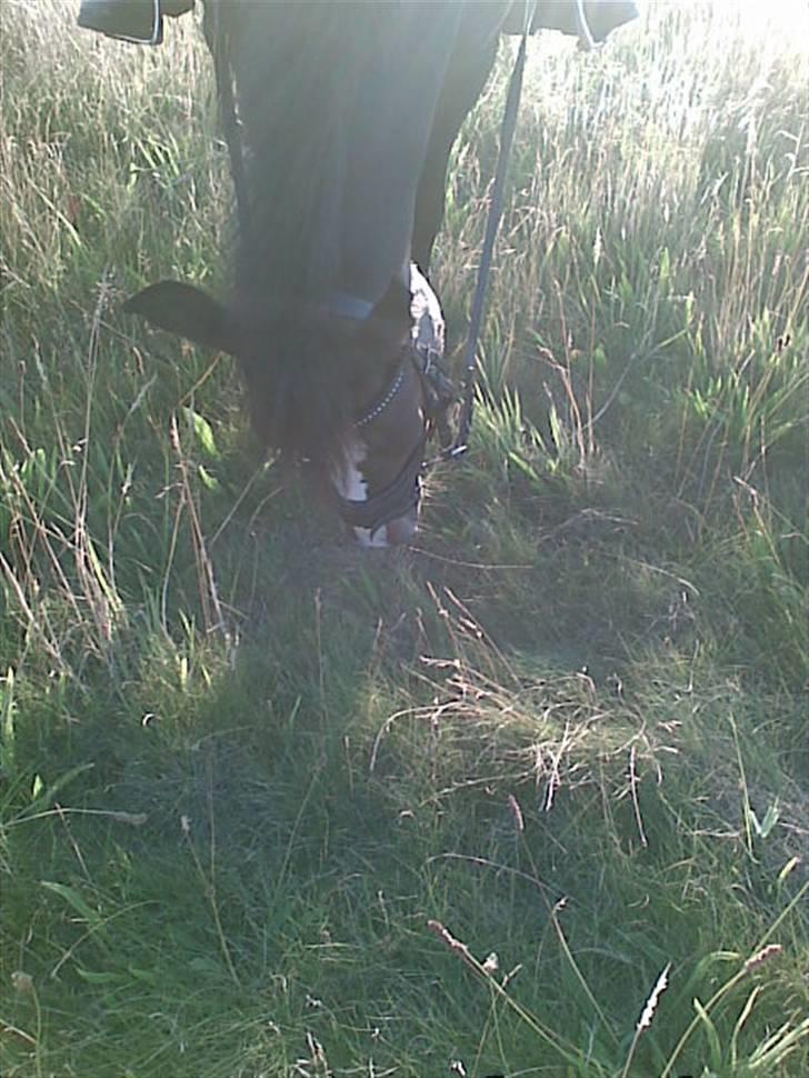 New Forest Pele<3 Solgt! - Ihhh hvor erdet godt! (: billede 9