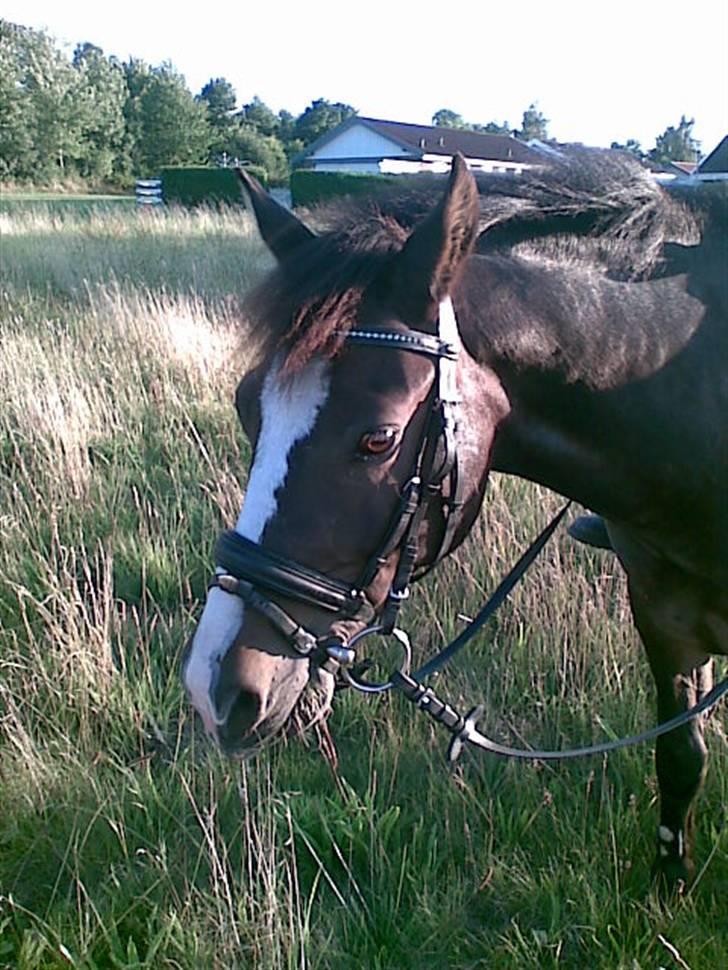 New Forest Pele<3 Solgt! - skal vi stoppe nuh? billede 10