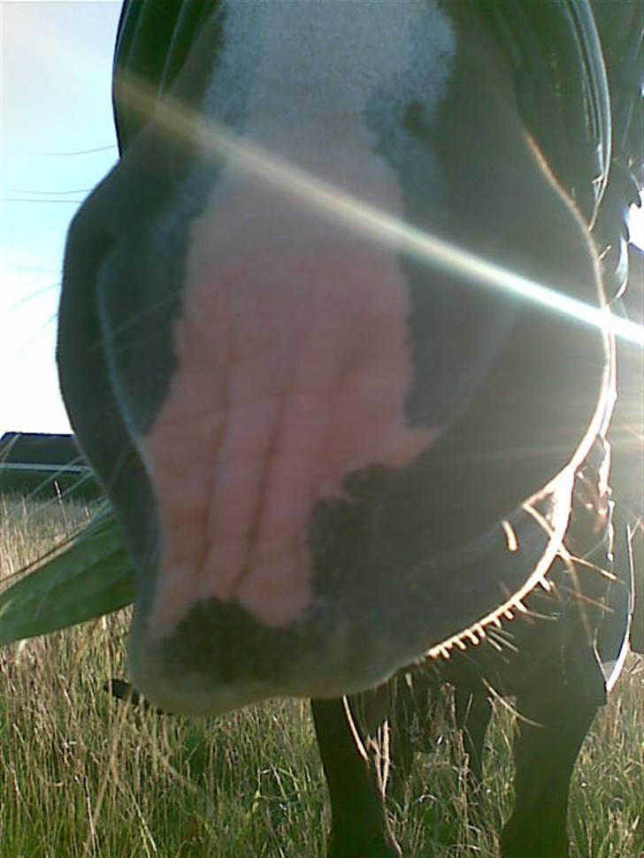 New Forest Pele<3 Solgt! - Miiiiiin mulllllleee er skkkkønnnnnnnn! (: billede 11