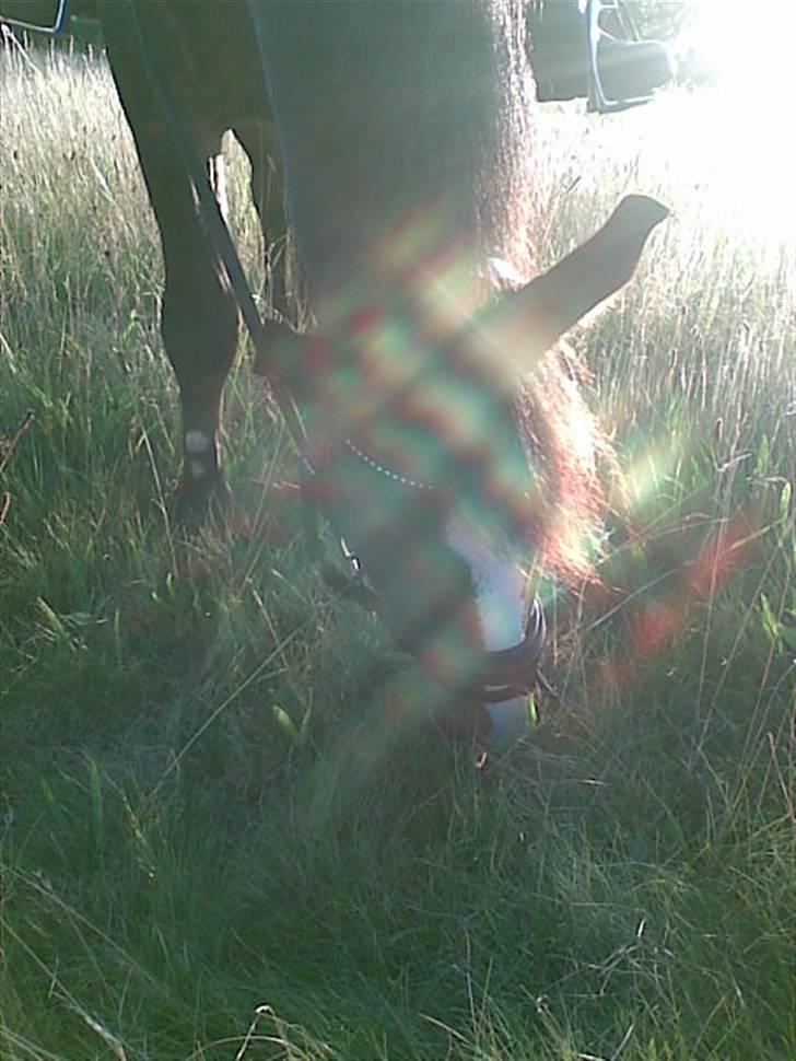 New Forest Pele<3 Solgt! - Okayy,. bare ligee det sidste billede 12