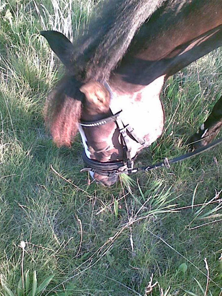 New Forest Pele<3 Solgt! - ogg lidt til xD billede 13